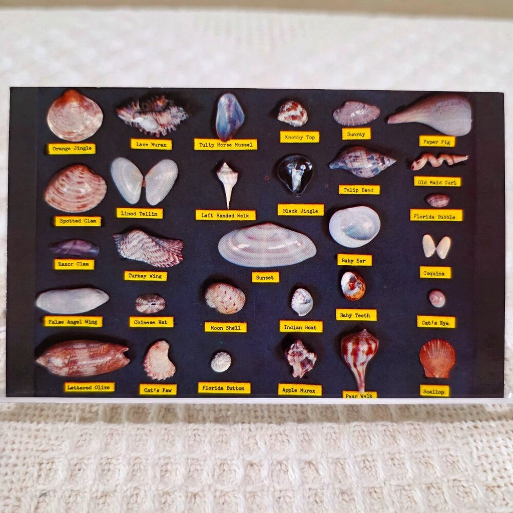 Vintage Shell Chart Waters Beaches of Florida Lusterchrome Tichnor Postcard UNP